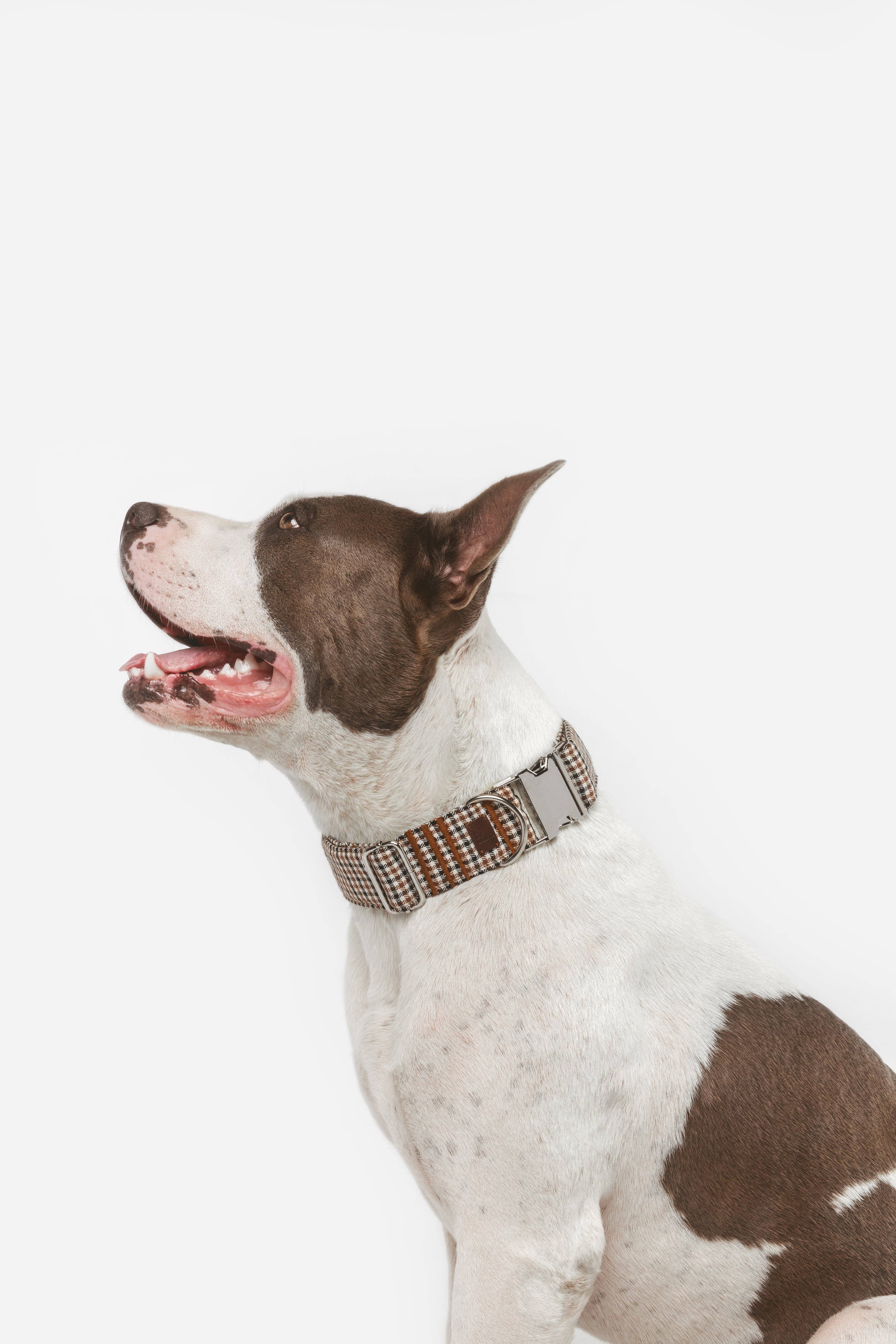 B de Bruno - Wholesale Pet Collar - Dog - Click Romeo necklace1