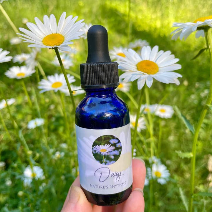 Essenza fiore margherita per la vendita all'ingrosso da parte di Stenella Farms