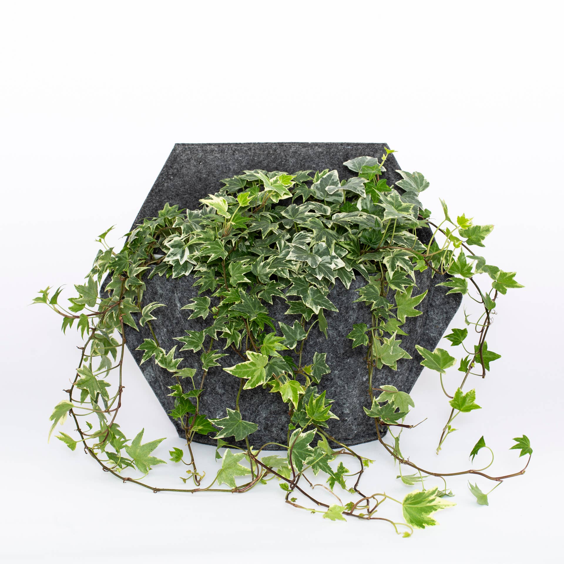 CitySens - Wholesale Wall Planter - Automatic watering wall planter with grey textile cover2