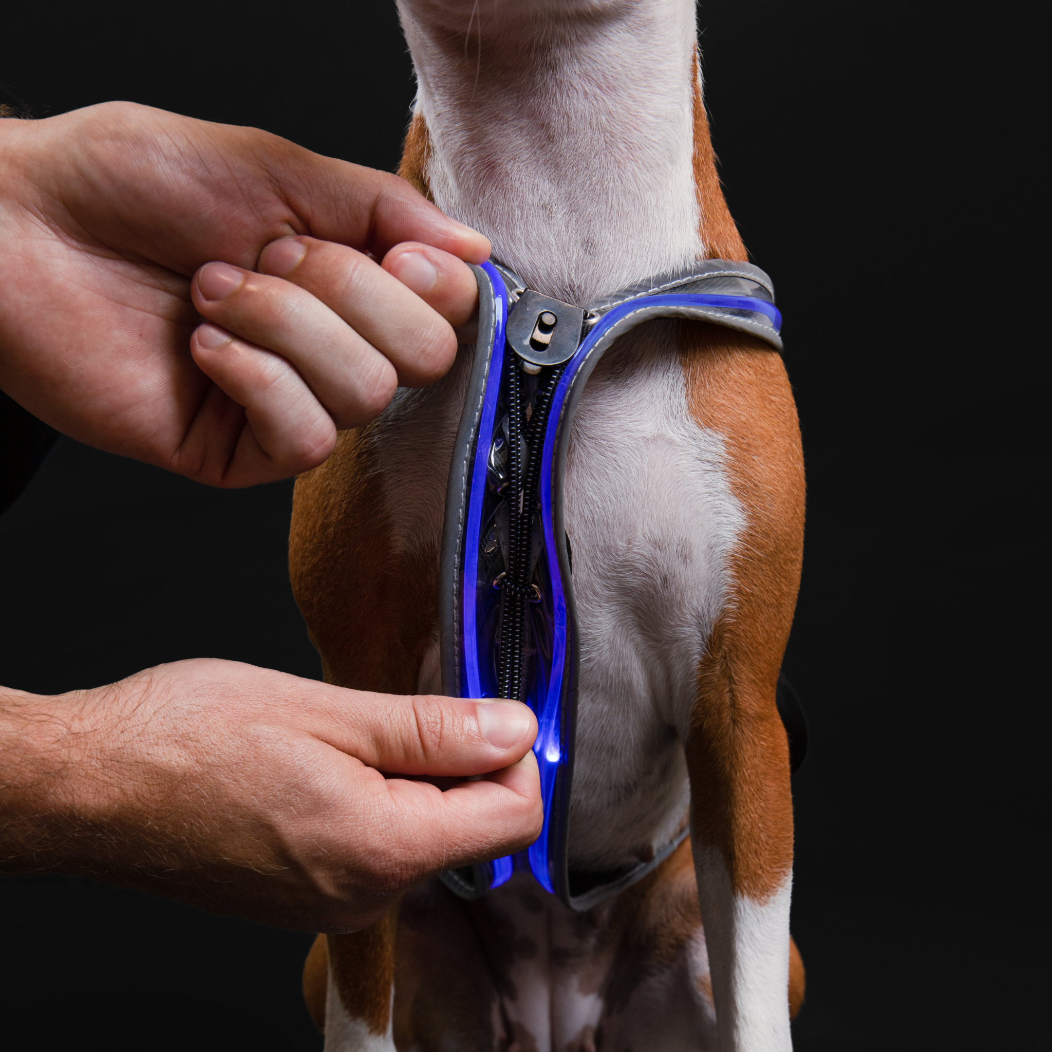 Tangle, Inc. - Wholesale Pet Harness - Dog - Light Active® Light-Up LED Dog Harness1