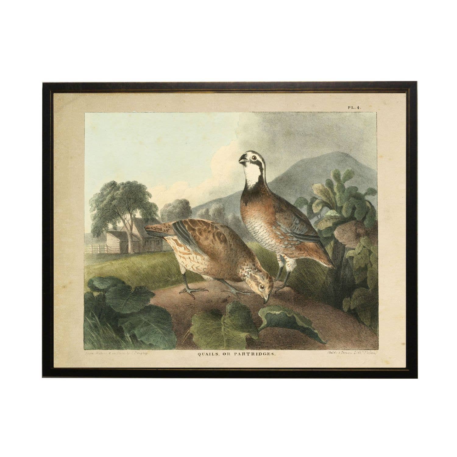 Antique Curiosities Inc - Vente Affiche d'art - Ex-libris de cailles vintage0