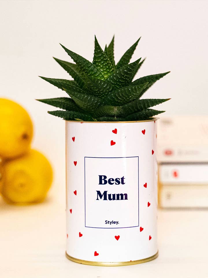 Miglior Mamma - Cactus per la vendita all'ingrosso da parte di Styley