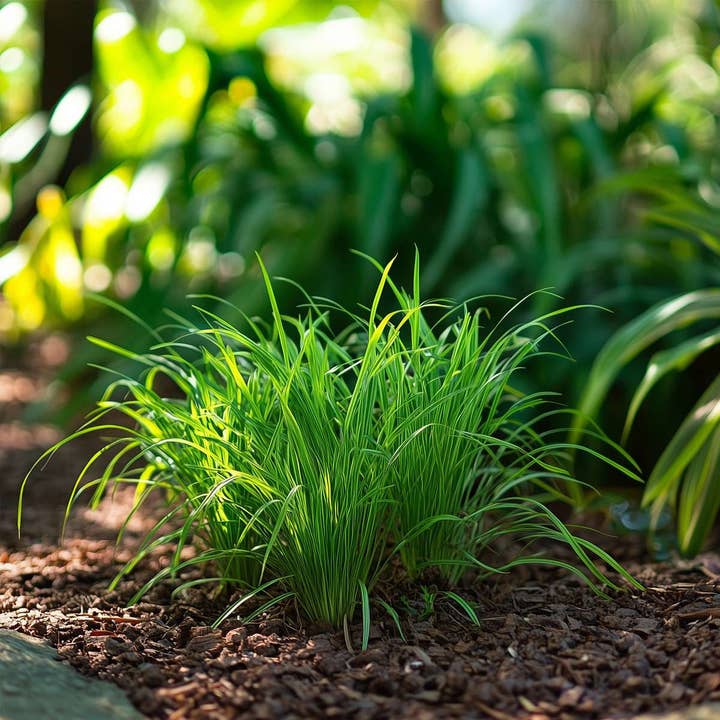 Oasis of Life - Wholesale Live plant - Cat Grass – 4 Cyperus Alternifolius Plants – Cat Grass for Cats – Non-toxic & Healthy – Digestive Aid, Fast-growing & Decorative – For Home & Balcony – Height 30–40cm – Ø12cm8