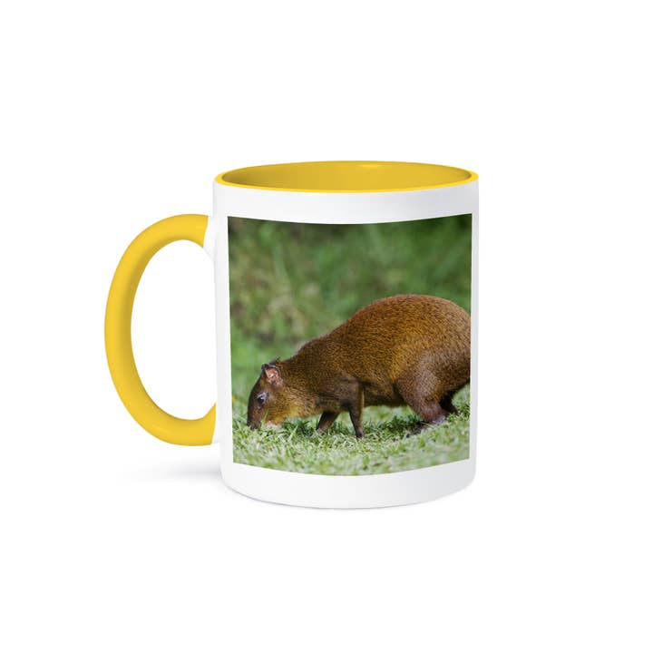 3dRose - Wholesale Coffee Mug - 3dRose, Agouti wildlife, Bosque de Paz, Costa Rica - NA02 RNU0473 - Rolf Nussbaumer, Mug