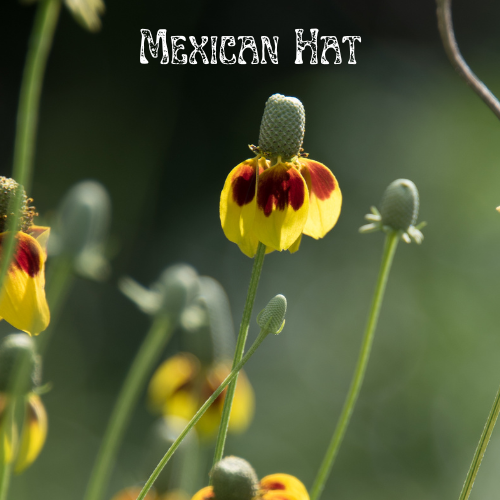 Messner Bee Farm - Wholesale Plant Seeds - Honeybee Garden Wildflower Seeds7