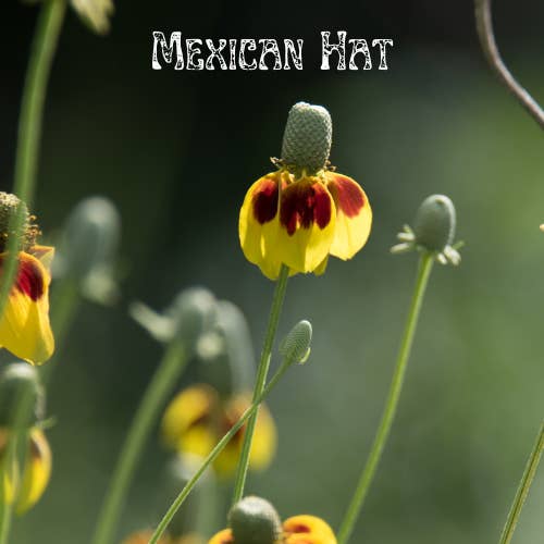 Messner Bee Farm - Wholesale Plant Seeds - Honeybee Garden Wildflower Seeds7