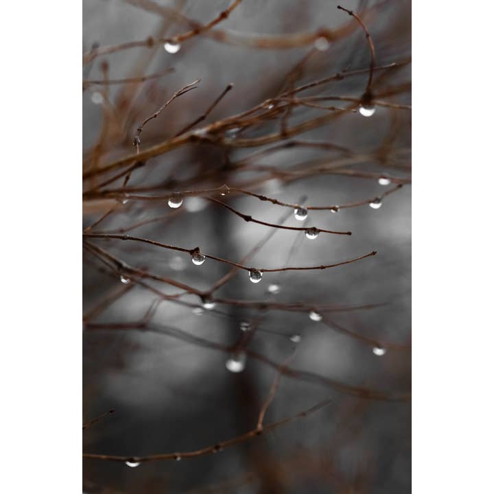 Brooke T Ryan Photographic Art - Wholesale Art Print - Raindrops on Branches Art: Dark and Moody Nature Photography