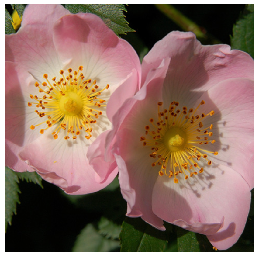 Lemuria - Vendita all'ingrosso Vitamine/integratori orali - Integratore di estratto totale di vitamina C - ROSA CANINA 30ml6