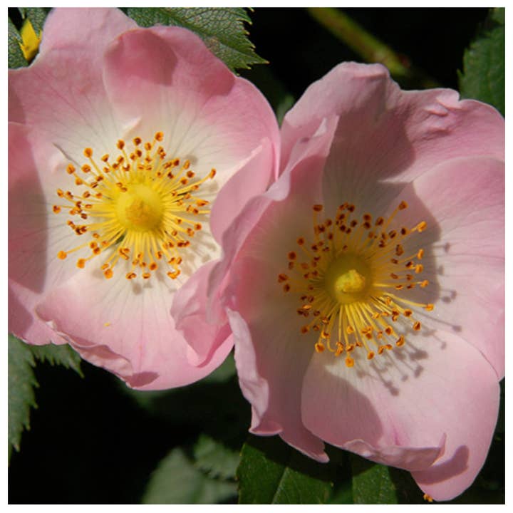 Lemuria - Wholesale Oral Supplement/Vitamin - Total Extract Supplement for Vitamin C - ROSEHIP 30ml6