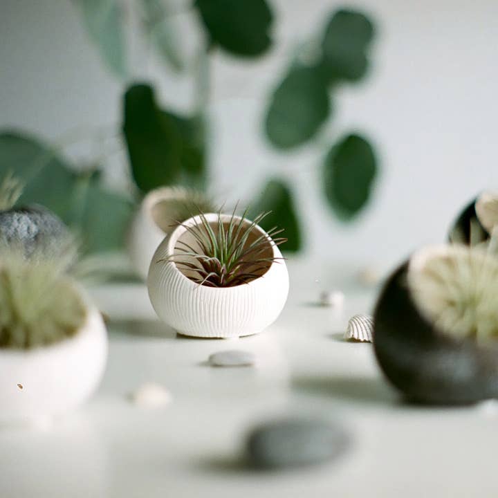 Chive - Wholesale Terrarium - Minimalist Air Plant Display | Ceramic Garden Decor3