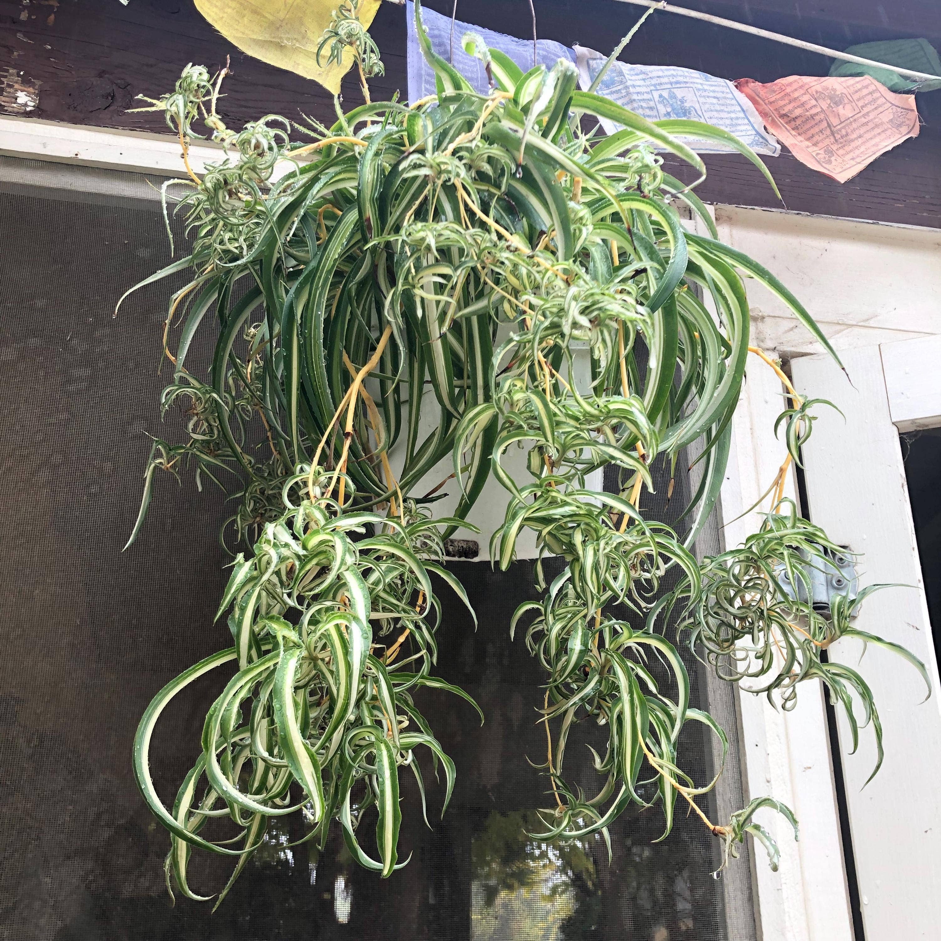 Wildheart Crystals – wholesale Levande växt – Lockig Bonnie spindelväxt - Luftrenande krukväxt för barnrum7