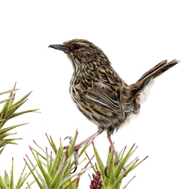 "Field Study" Fairy Wren Backyard Bird Fine Art Print for wholesale by Jenna Chartrand Coloured Pencil Fine Artist