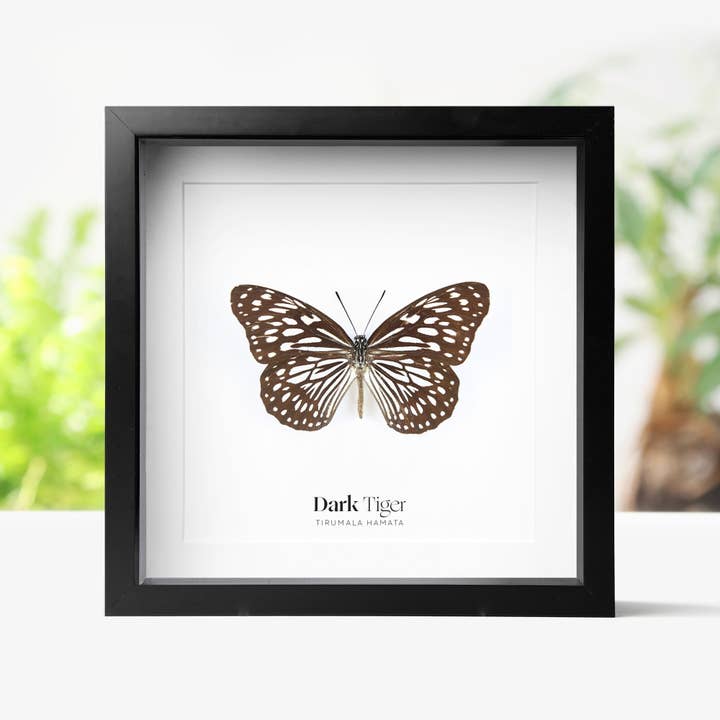Curated Studio - Venta al por mayor Marcos de fotos - Marco de caja de taxidermia Dark Tiger Butterfly, insectos e insectos