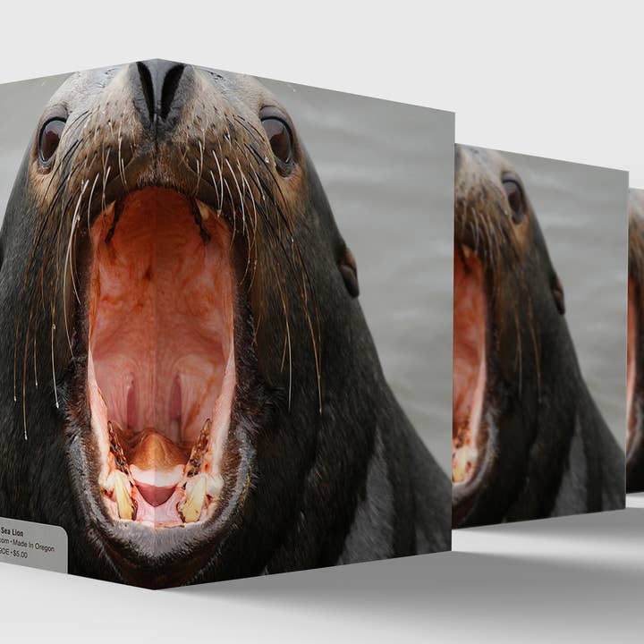 Elster Photography/Big Picture Greetings - Vendita all'ingrosso Biglietti di auguri generici - Leone marino «ruggito» della California