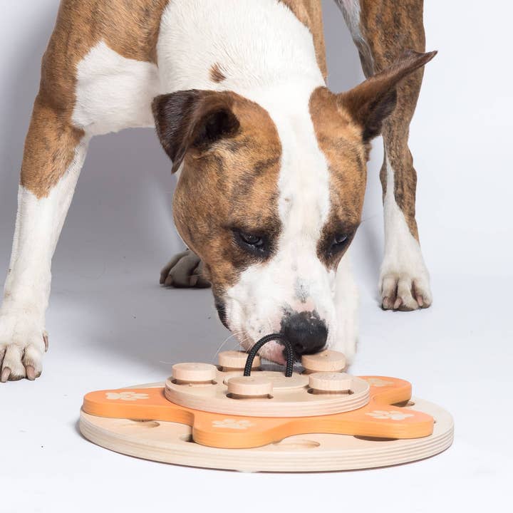 My Intelligent Dogs – Großhandel Haustierspielzeug – Hund – Dog's Flower – Intelligentes Spiel für Hunde2