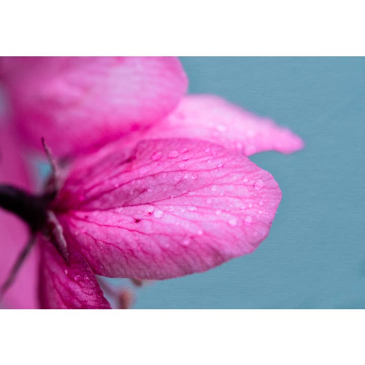 Blossoming Love Fine Art Print for wholesale by Christi Kraft Photography