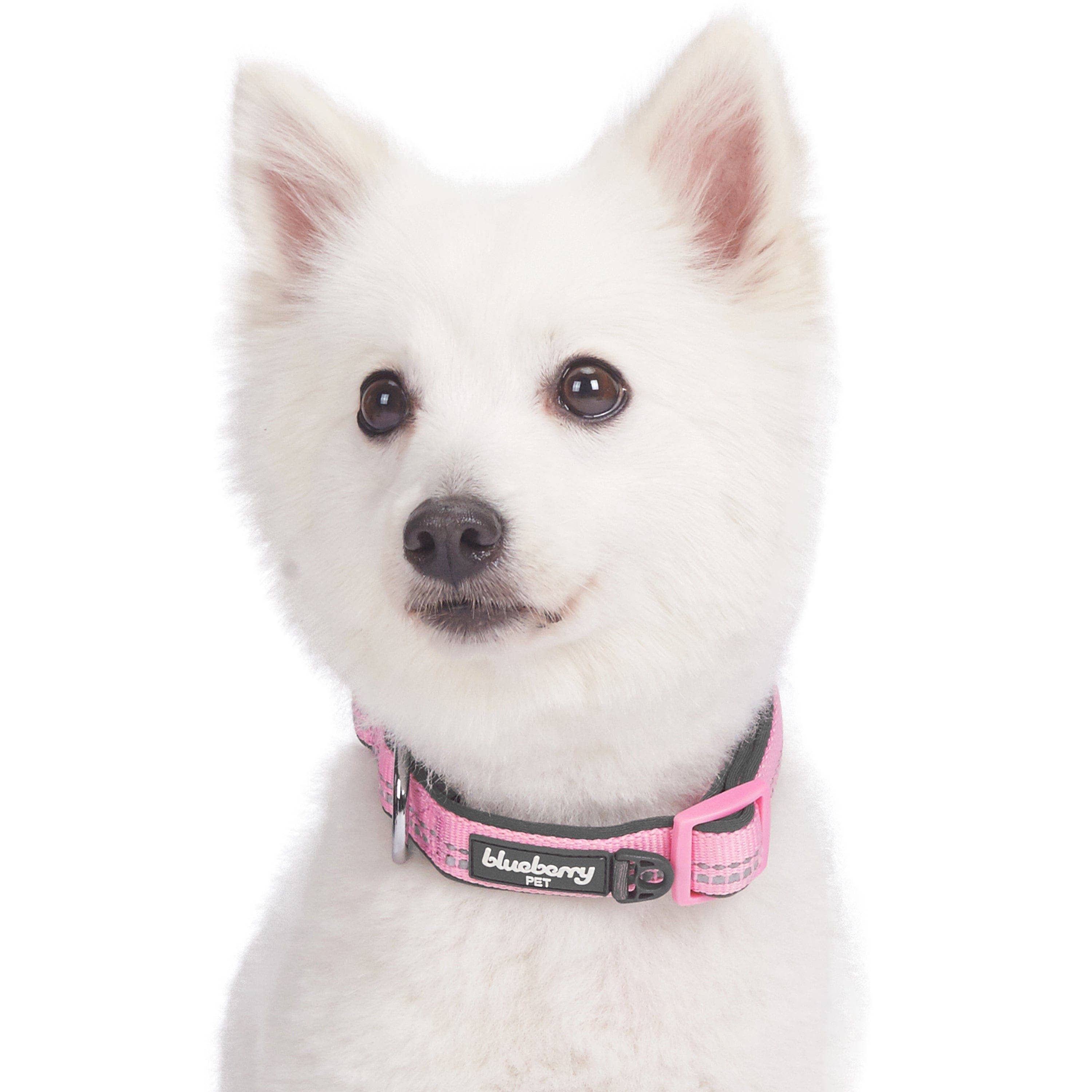 Blueberry Pet - Vente Collier – chien - Collier de sécurité rembourré en néoprène souple réfléchissant 3M51