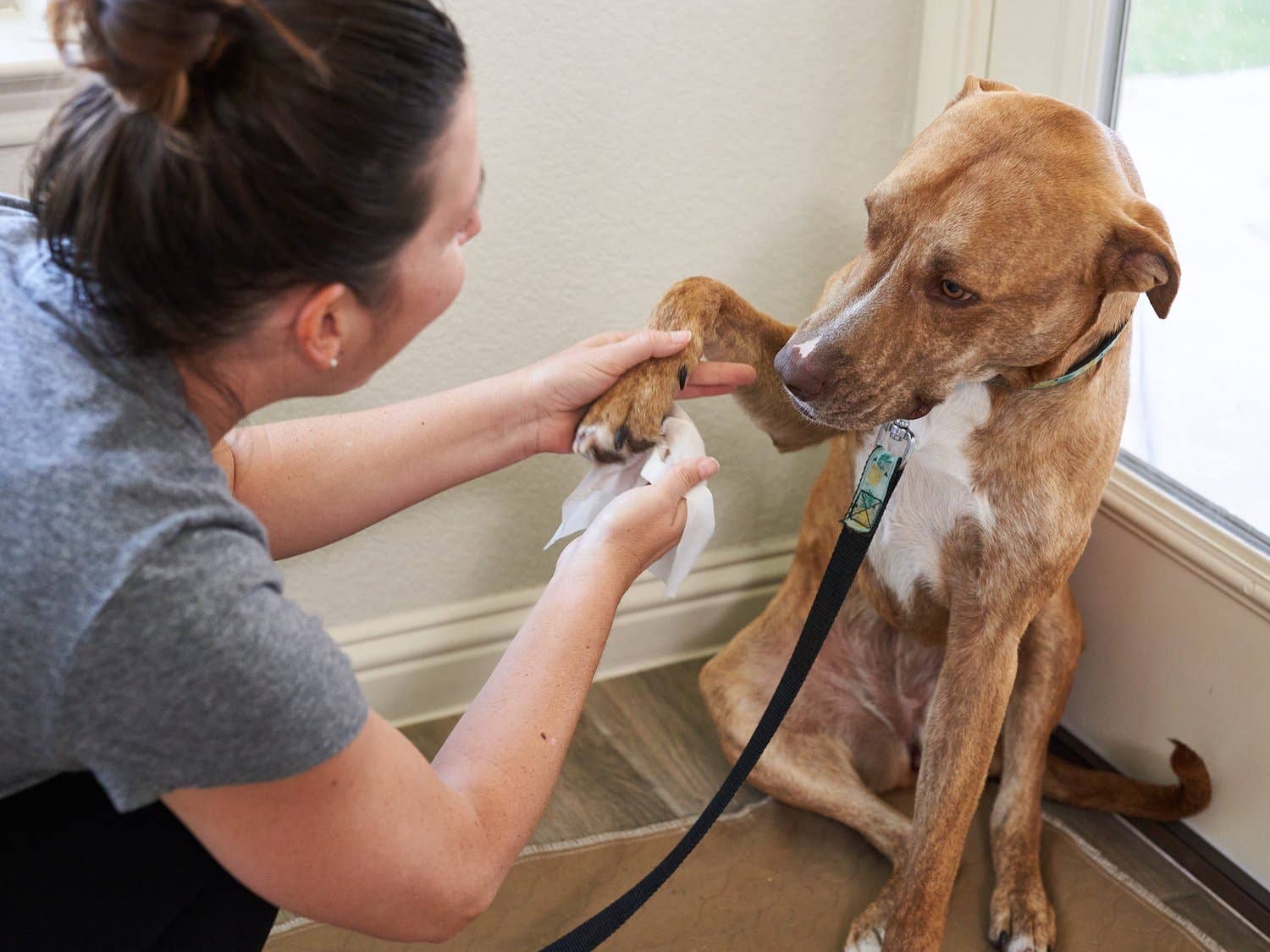 Pet Parents® - Vente Produit de toilettage – chien - Lingettes pour chiens contre les allergies Pet WiPees™, 100 ct5