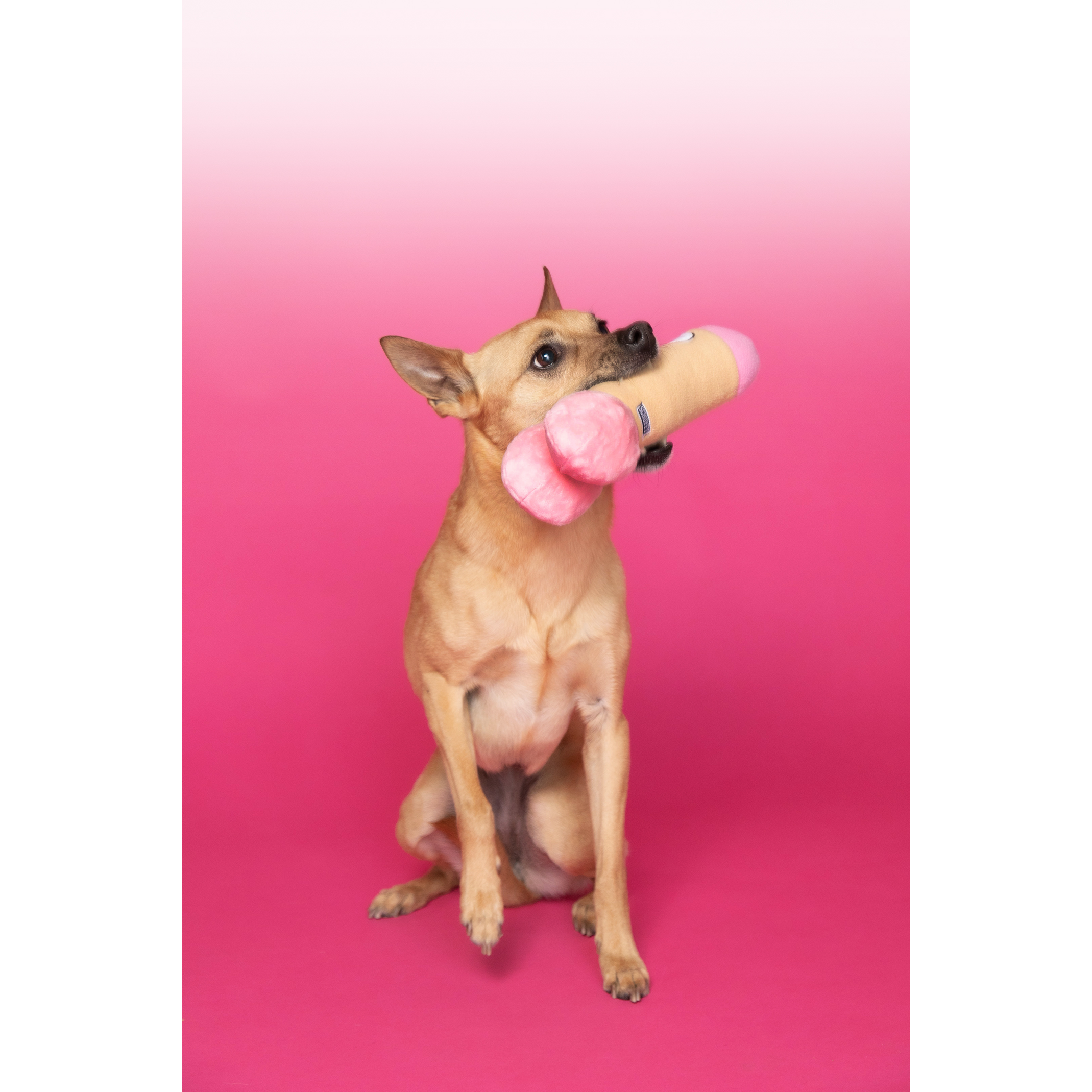 C1R B2B – Engroshandel Tøjdyr - Hund – Scruffy - Peter Woofington hundelegetøj2