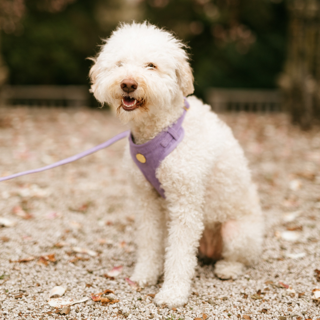 Moniandme – Großhandel Haustiergeschirr – Hund – Weiches Hundegeschirr aus Pastell-lila Cord4