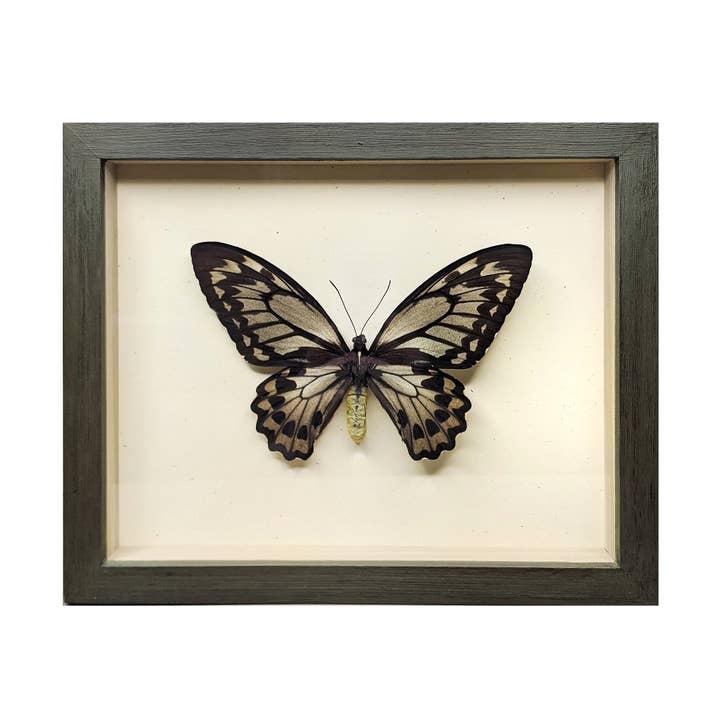 Female Birdwing Butterfly Shadowbox for wholesale by Green Beetle Shop