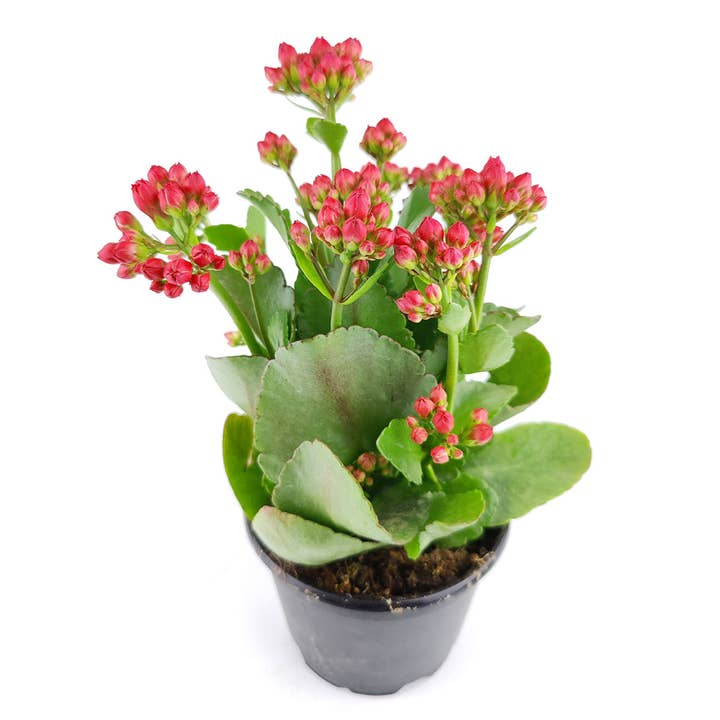 Best Plant Friend - Wholesale Live Plant - Kalanchoe blossfeldiana 'Calandiva Red' in 2"/4.5"/6" Pot