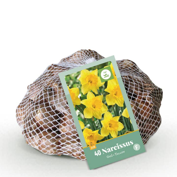 Oasis of Life - Wholesale Live plant - Daffodil Bulbs Yellow â 40 Bulbs â Yellow Blooming Daffodils â Early Blooming Bulbs for Beds, Balcony & Terrace2