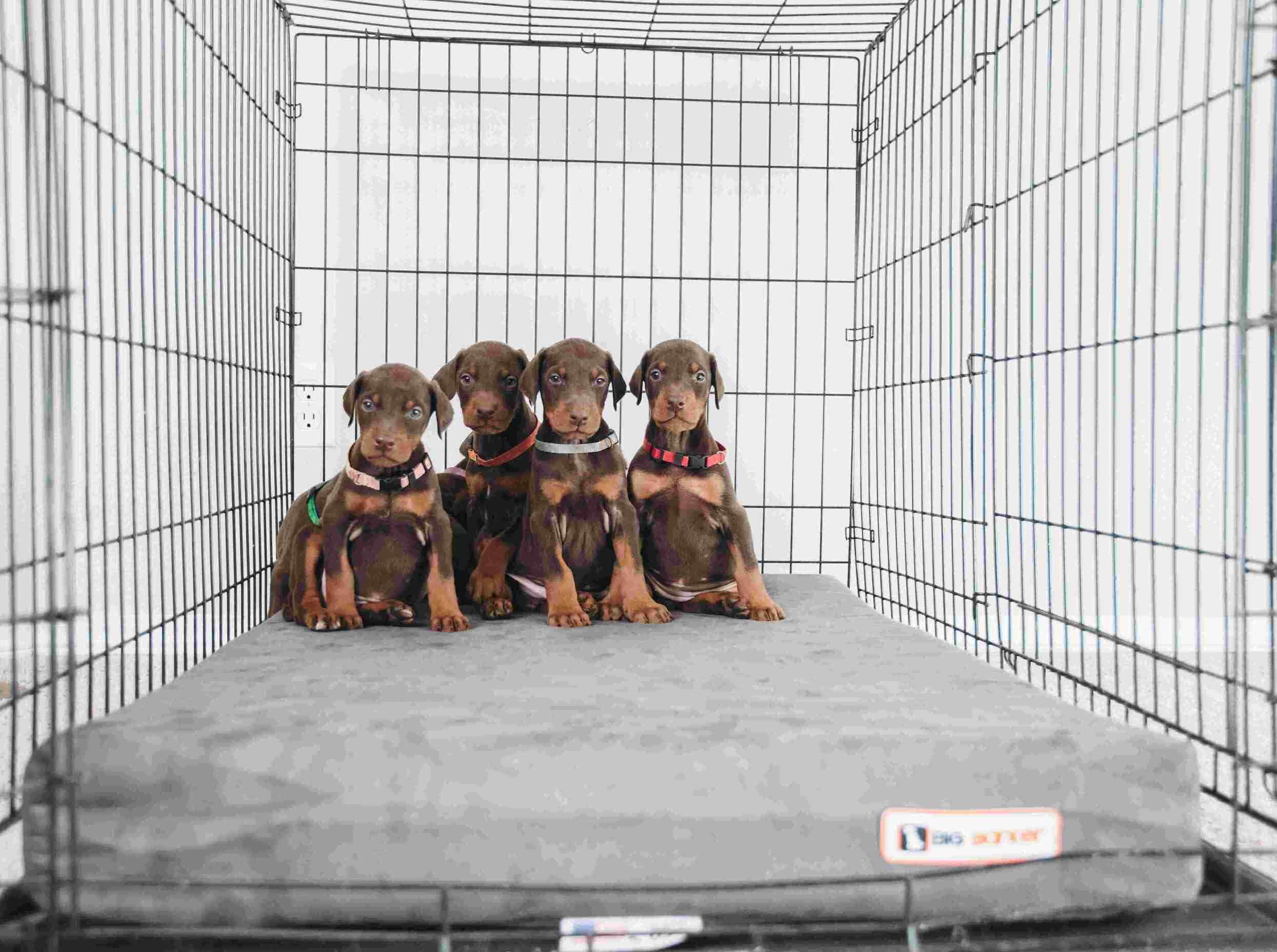 Barker Beds - Wholesale Pet Bed - Dog - 4" Orthopedic Crate Bed5