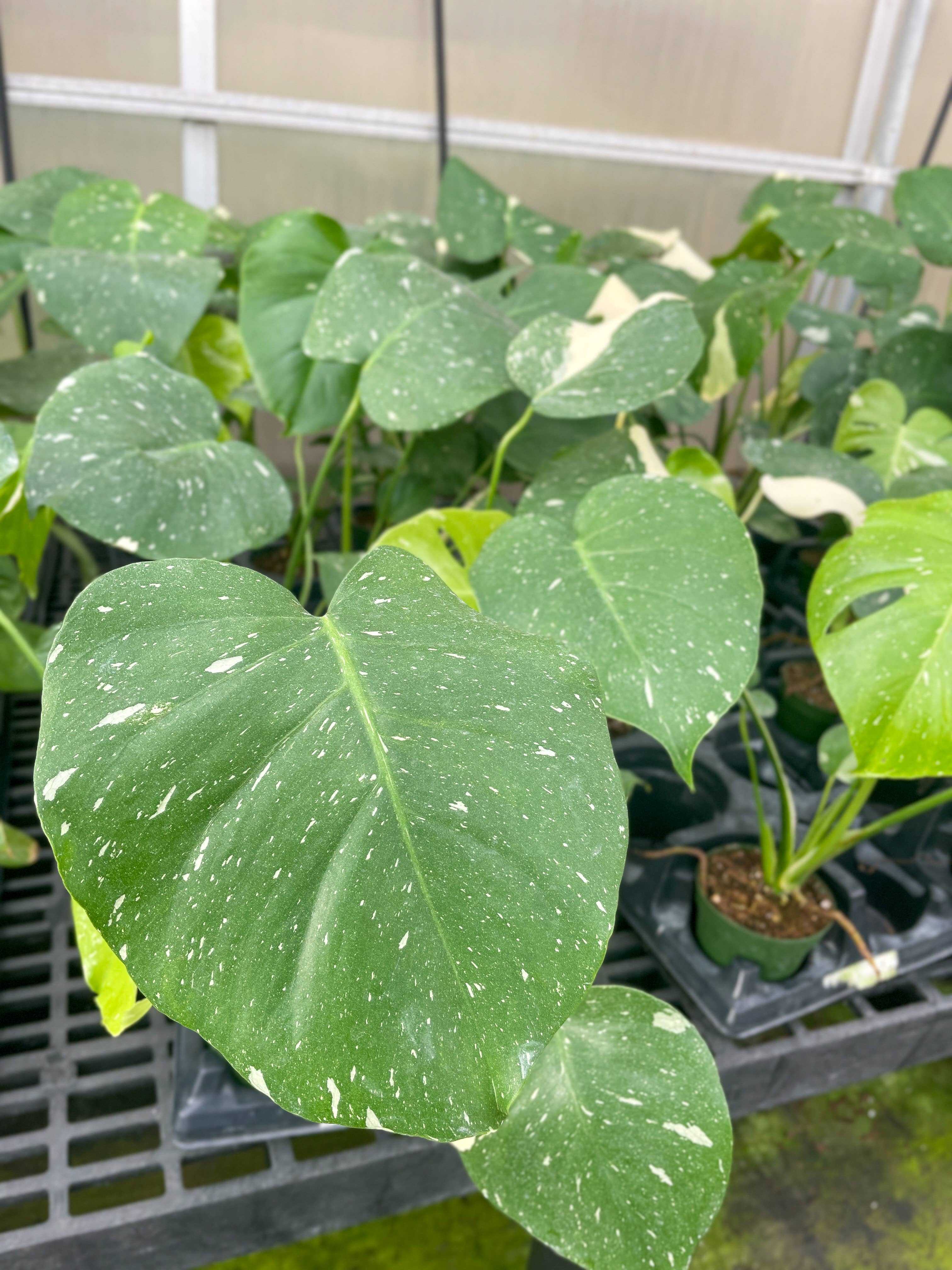 Thorsen's Greenhouse - Wholesale Live Plant - Thai Constellation Monstera - 4" Live Plant - Rare8