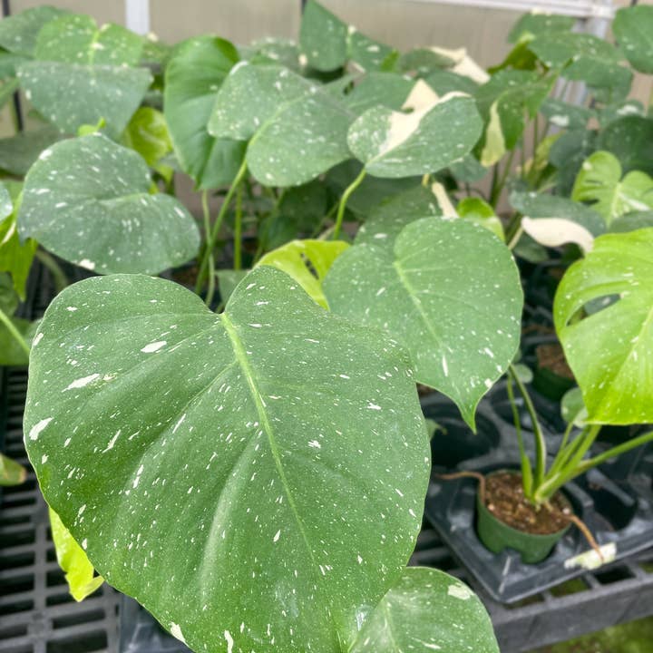 Thorsen's Greenhouse - Wholesale Live Plant - Thai Constellation Monstera - 4" Live Plant - Rare8