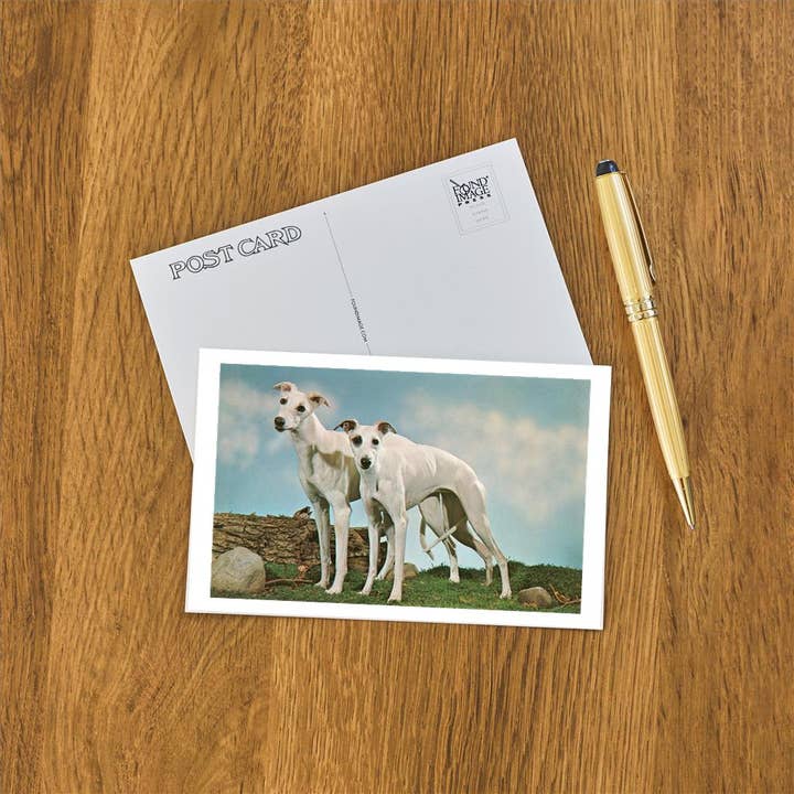 Found Image Press - Wholesale Postcard - Postcard DG-134 Two Young Greyhounds1