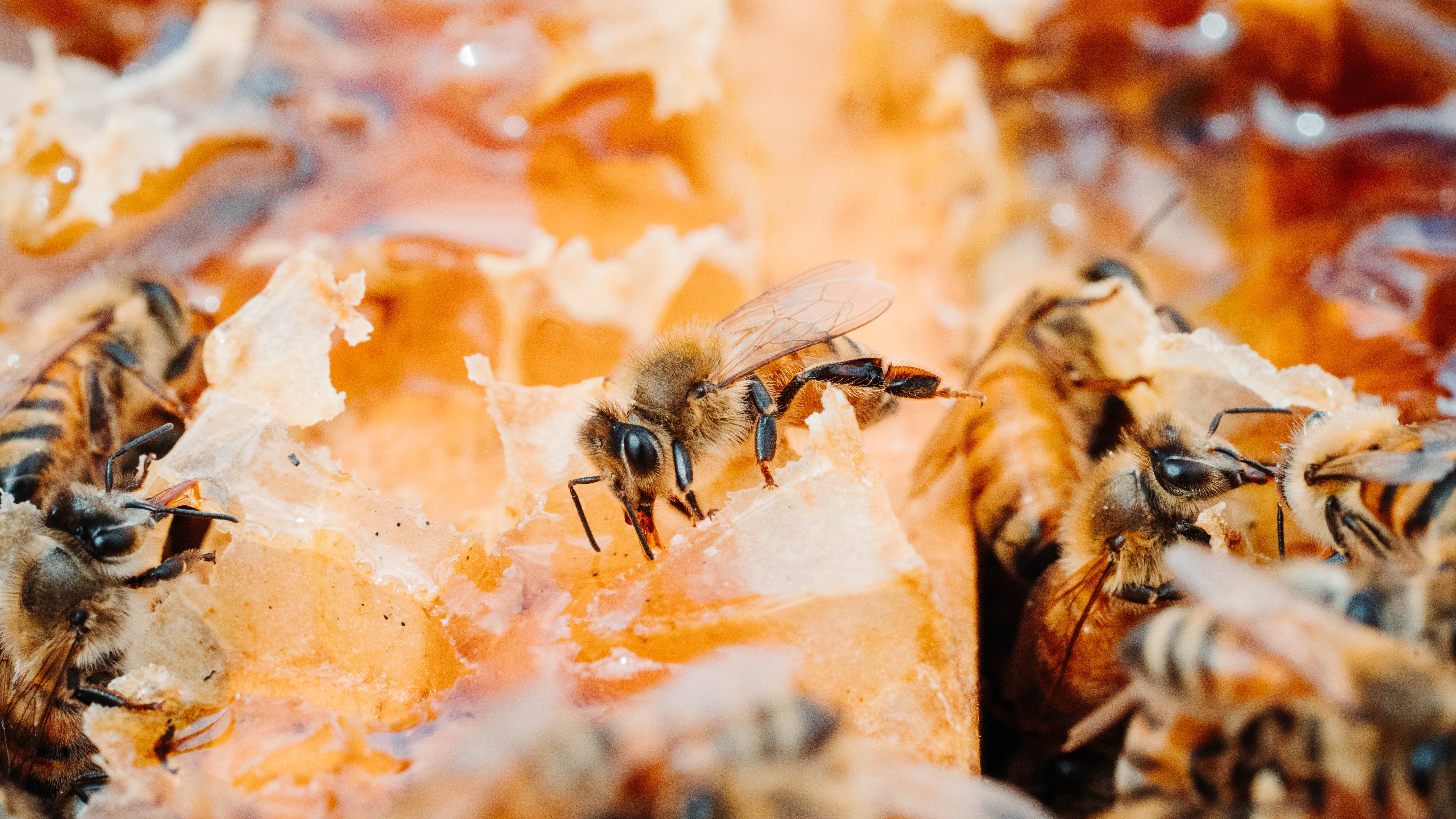 Moore Honey - Wholesale Honey - Texas Wildflower Honey Gallon Jug1