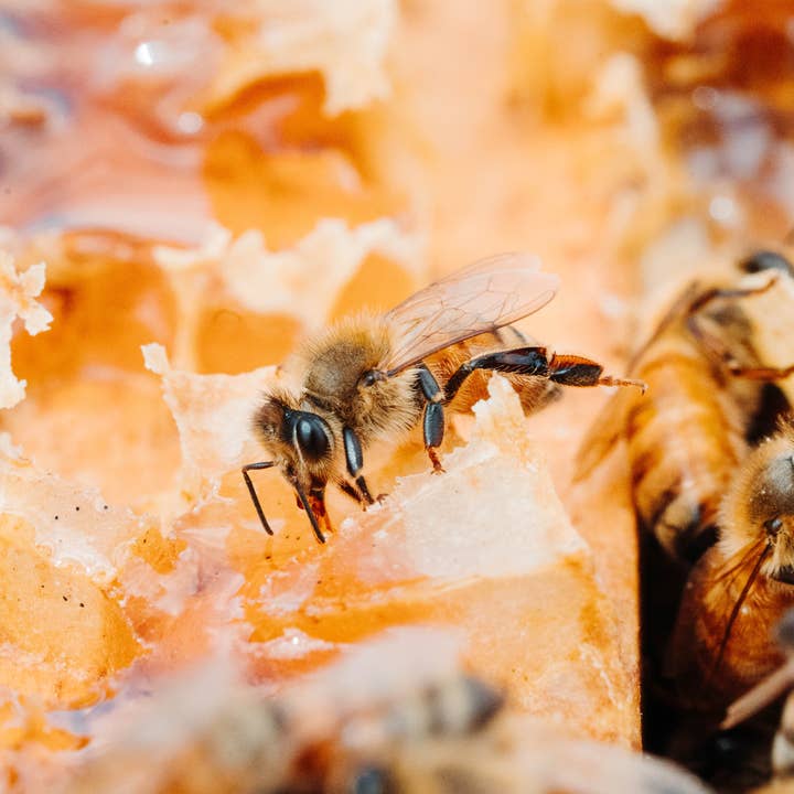 Moore Honey - Wholesale Honey - Texas Wildflower Honey Gallon Jug1