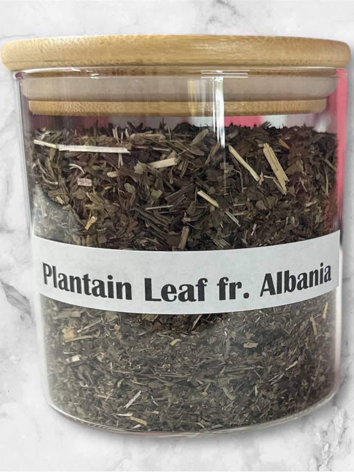 Wegerichkraut für den Großhandel von Sea Moss Me Now