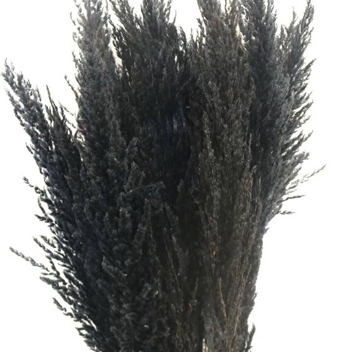 Dried flowers - pampas plumes - multiple colors - 100 cm for wholesale by Dutch Flower Studio