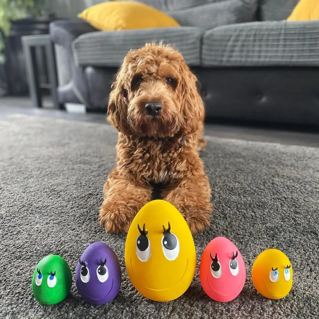 Natural Rubber Toys – wholesale Pet toy – Dog – XL OVO Egg (Yellow & Purple) 2-Set2