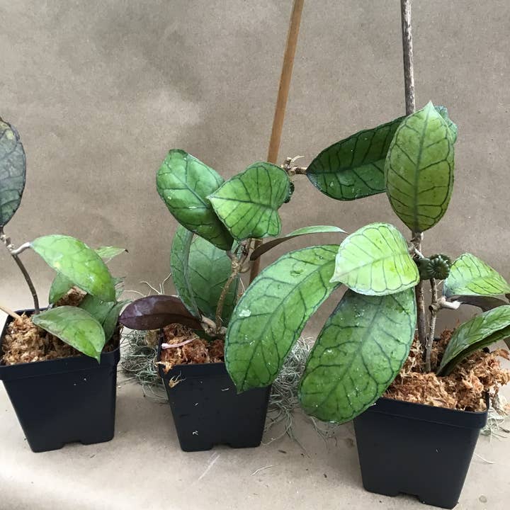 Buzz + Thrive Gardens - Wholesale Live Plant - Hoya sp. Gunung Gading