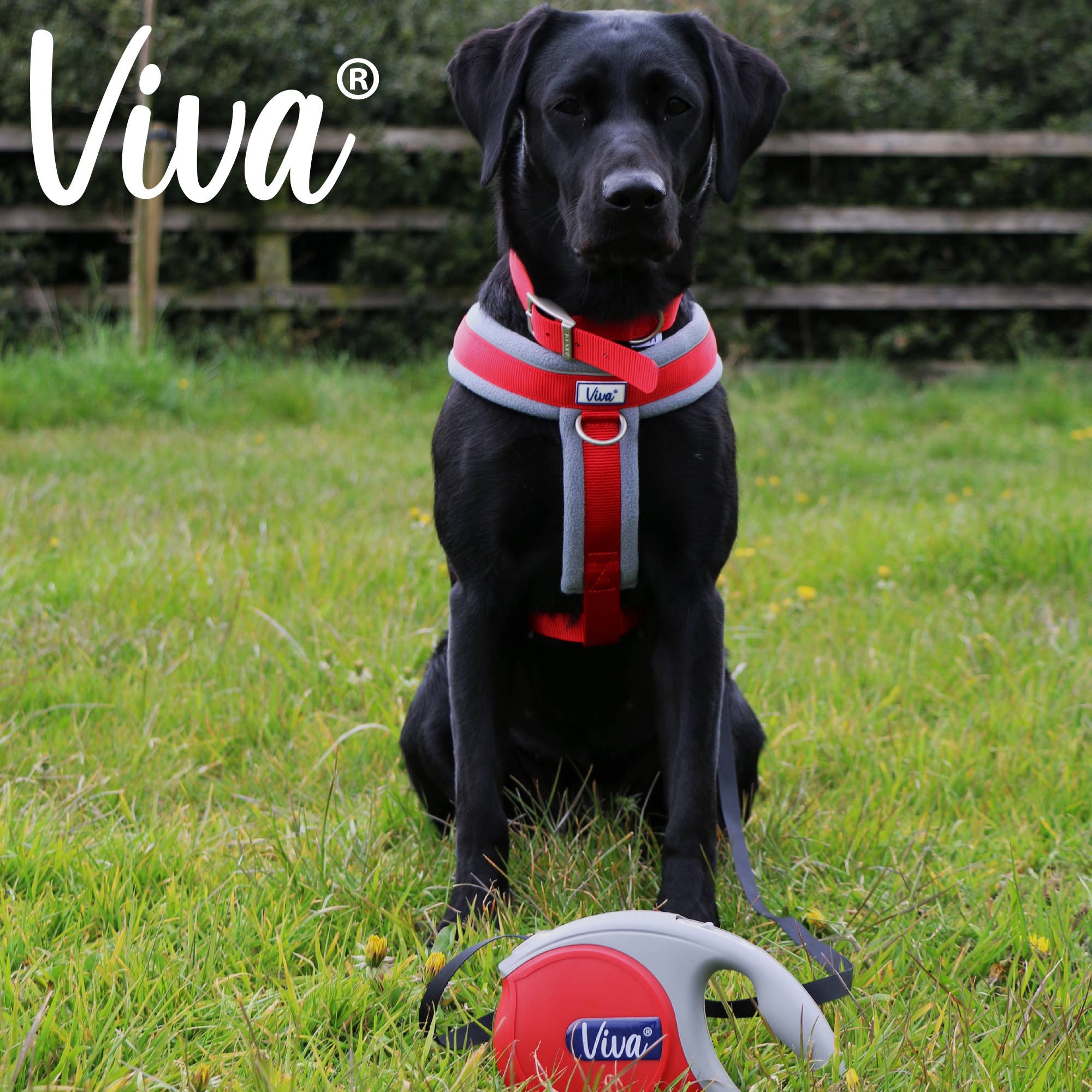 Ancol Pet Products Ltd – wholesale Pet leash – Dog – Viva Retractable Lead SMALL2