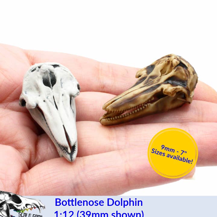 Bottlenose Dolphin - Skull Replica miniature animal skulls by The Scale Grail for wholesale by The Scale Grail
