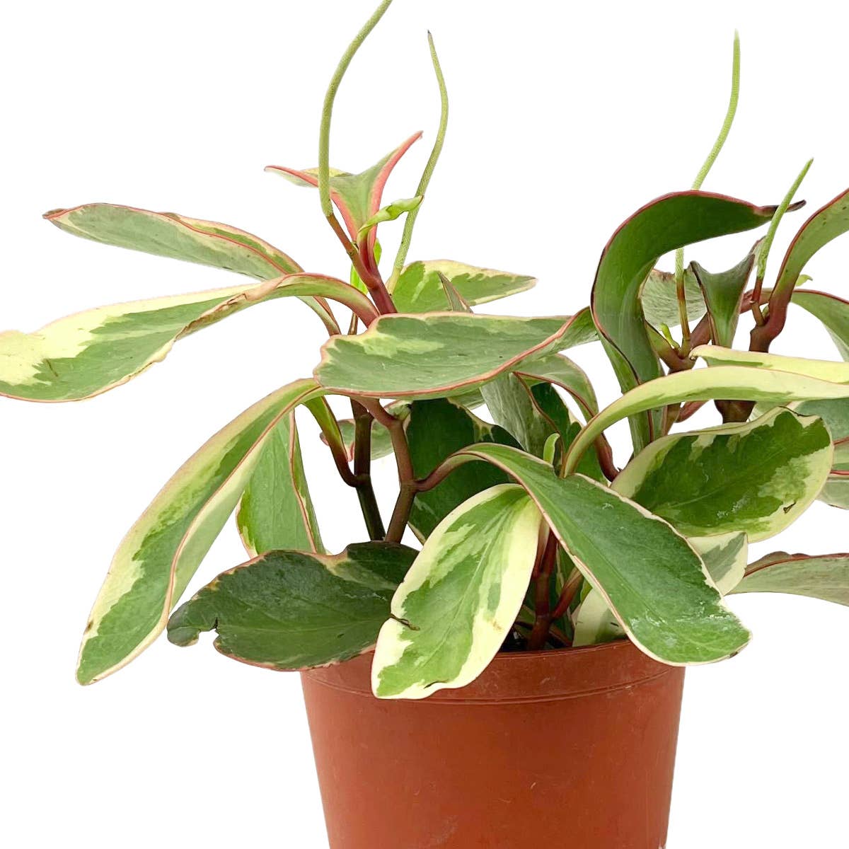 Best Plant Friend - Wholesale Live Plant - Peperomia Clusiifolia Ginny 4/6in - Easy to Care Houseplant1