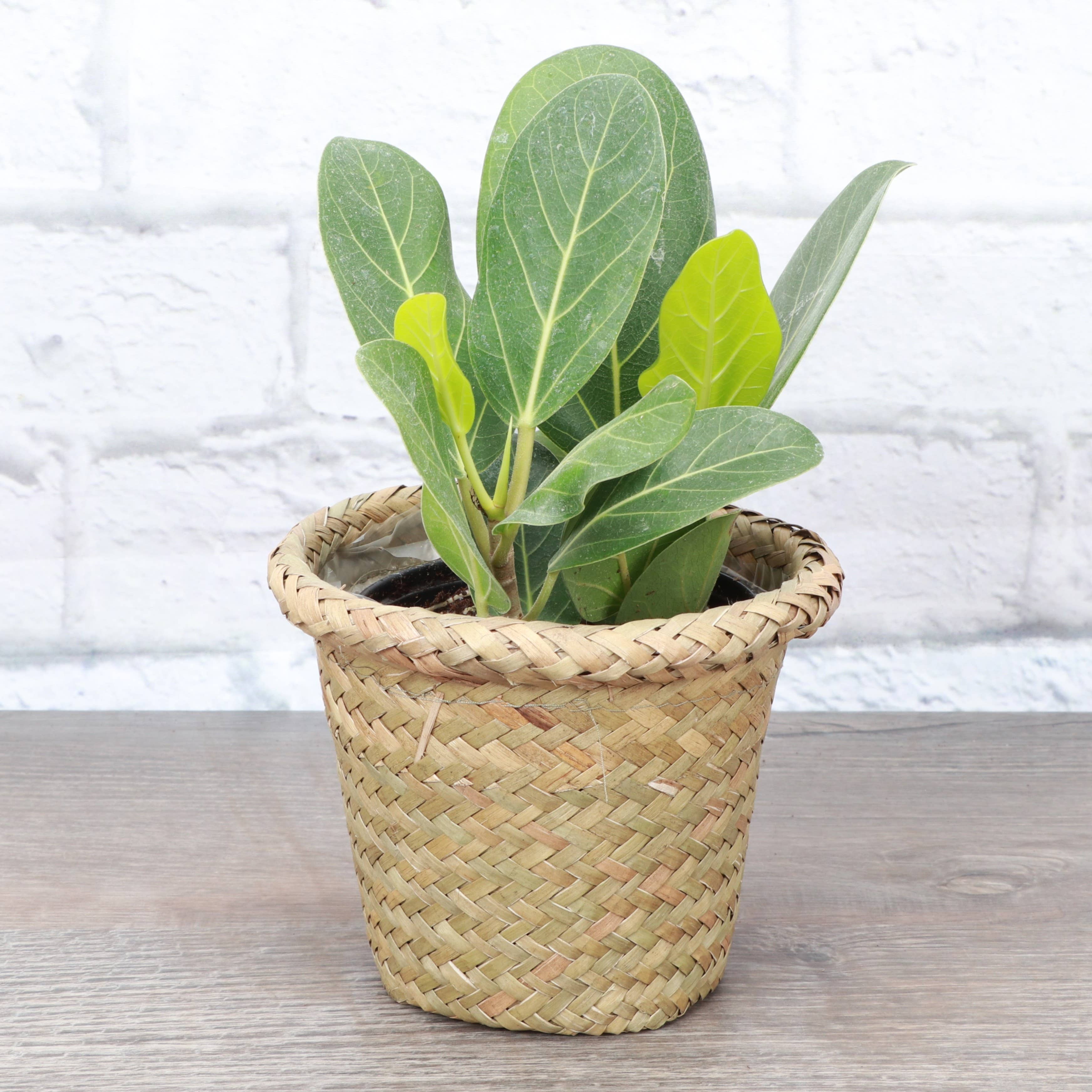 Thorsen's Greenhouse - Wholesale Plant Pot - 4" Woven Decorative Pot Cover for Plants2