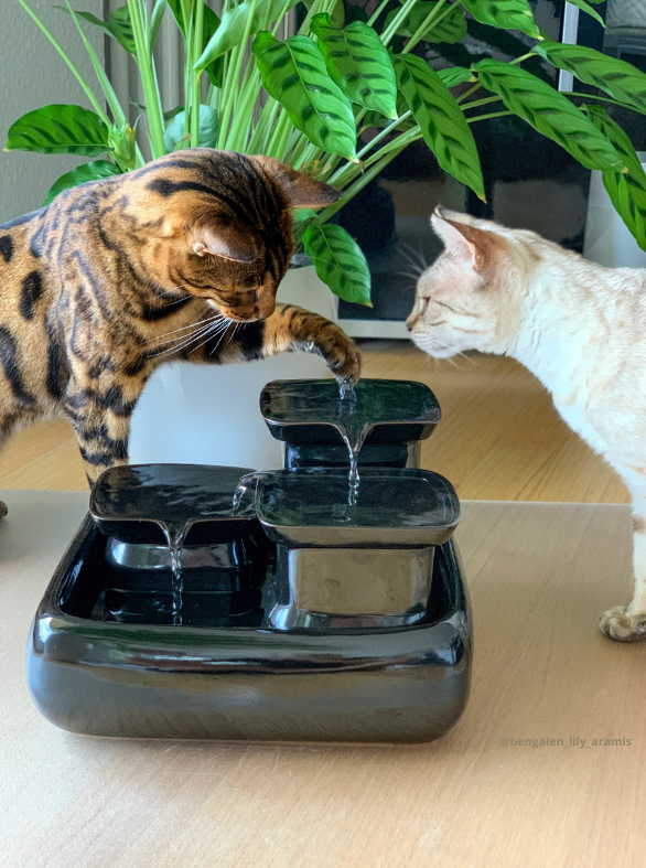 Miaustore – wholesale Pet bowl – Cat/dog – Cat fountain ceramic standard5