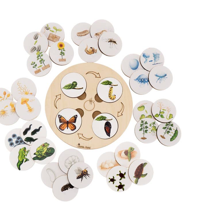 Life Cycle Tray for wholesale by Munda Mundi