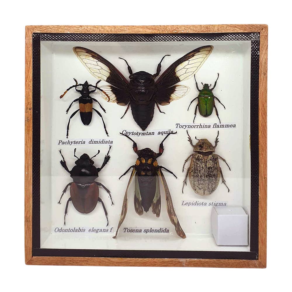 VIE - Wholesale Wall Accent - Framed Insect, Assorted7