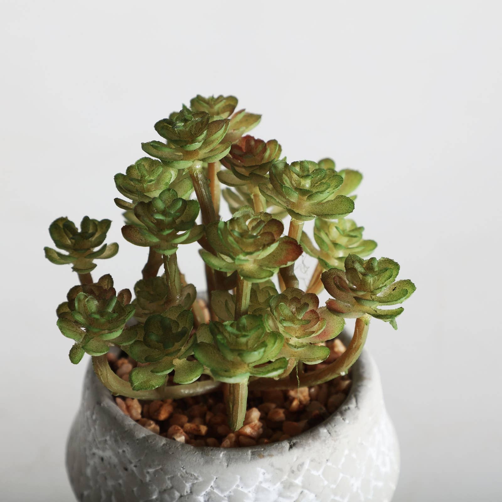 B&B - Wholesale Plant Pot - Assorted Plant 2, Cement, Green, 12X12X14cm1