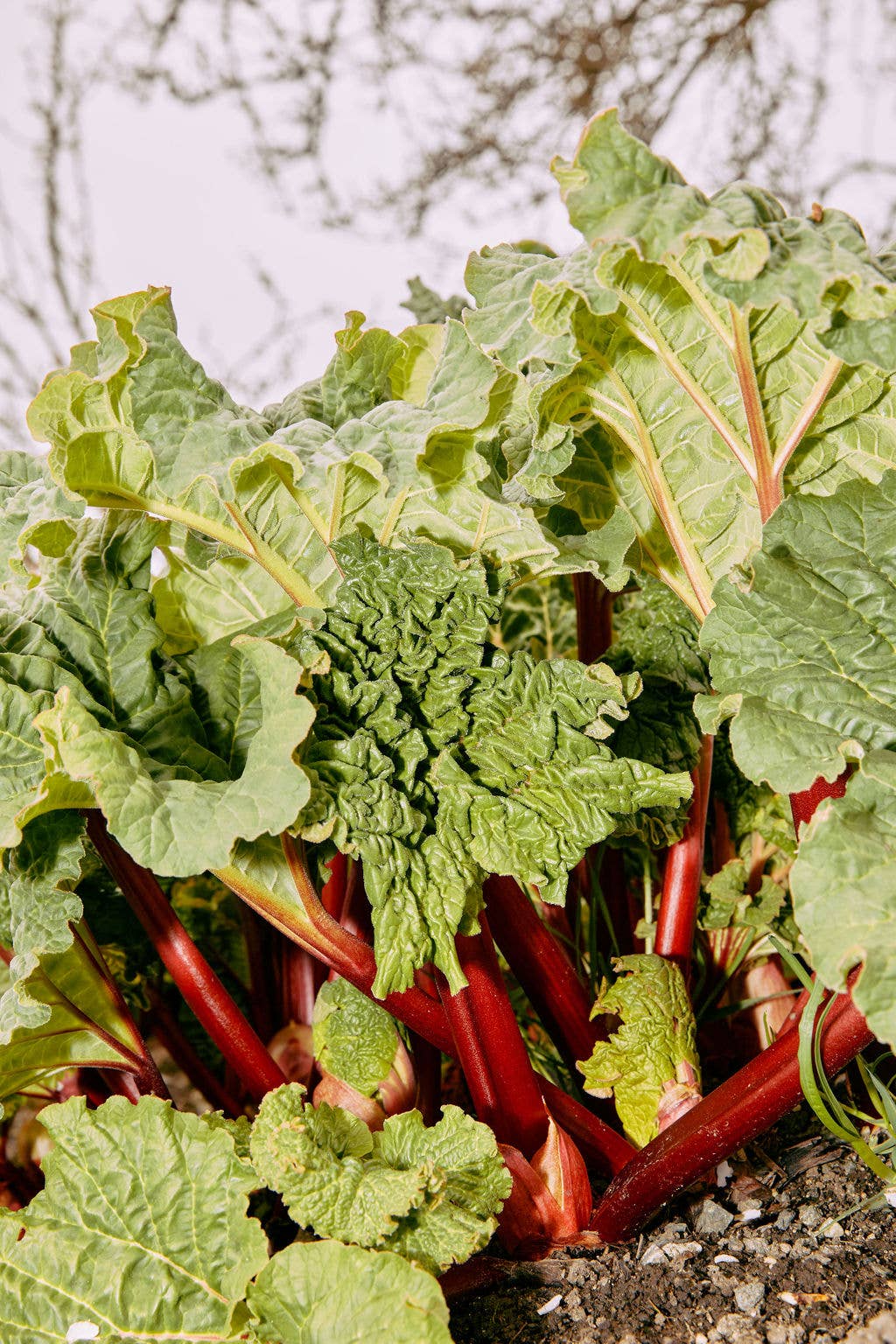 Girl Meets Dirt - Vente Conserve de fruits - Rhubarbe Lavande Cuillère Conserver 7.75oz4