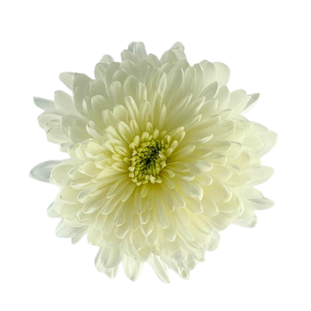 Metro Flower Market - Wholesale Fresh Cut Flowers - Chrysanthemum Cremone White - Fresh Cut Flowers1