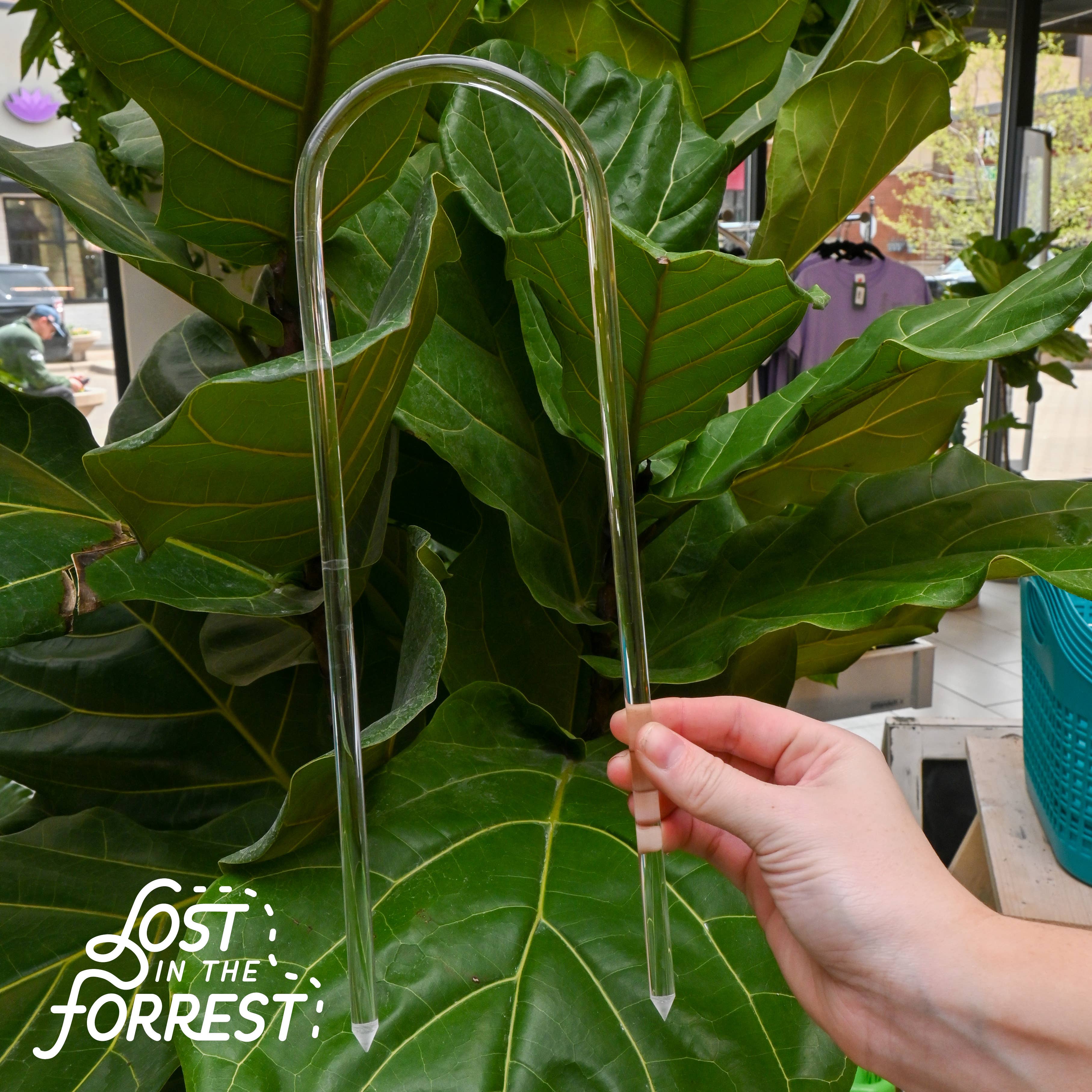 Lost in the Forrest - Wholesale Garden Tool - Glassvine Plant Support Hoop1