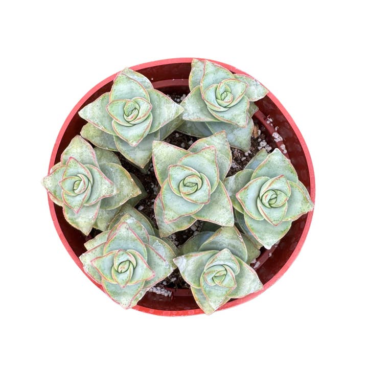 Succulent Wholesale - Wholesale Succulent - Assorted Succulents | 4 inch2