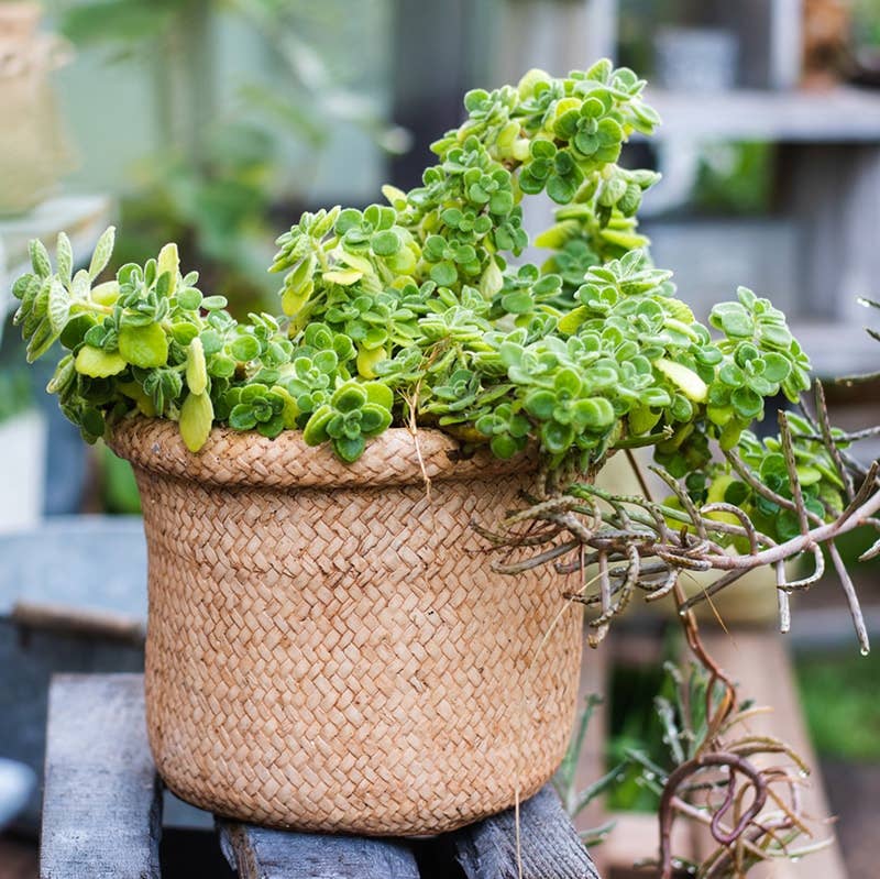 Rustic Reach - Vente Pot - Jardinière en béton de style panier en paille3